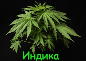 Индика