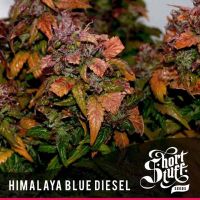 Himalaya Blue Diesel