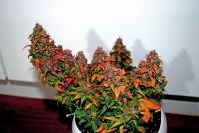 Himalaya Blue Diesel - вид 1 миниатюра