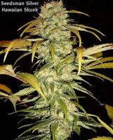 Hawaiian Skunk - вид 1 миниатюра