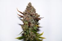 Original Skunk #1 - вид 1 миниатюра