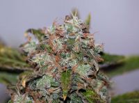 Original Skunk #1 - вид 2 миниатюра