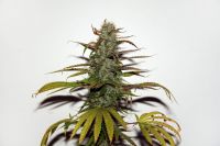 White Widow - вид 1 миниатюра