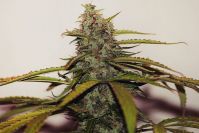 White Widow - вид 1 миниатюра