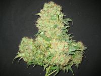 Critical Skunk - вид 1 миниатюра