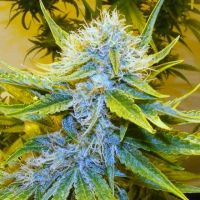 G13 Haze - вид 1 миниатюра